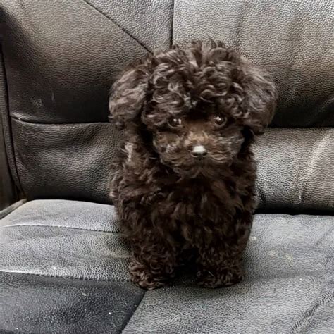 On average, Poodle puppies from a breeder in Hampton, VA may range in price from 1,500 to 2,500. . Teacup poodles for sale in virginia